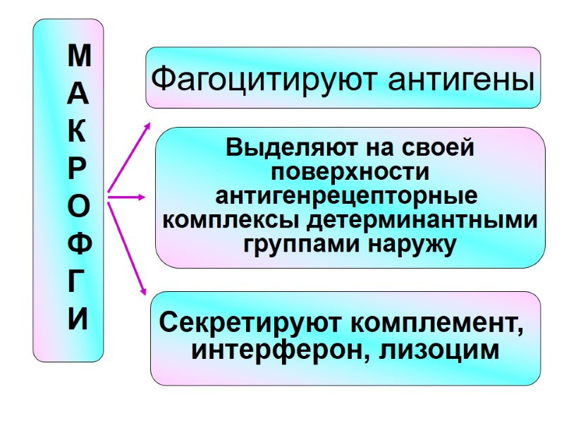 Фагоцитируют антигены Выделяют на своей  поверхности  антигенрецепторные  комплексы детерминантными группами наружу